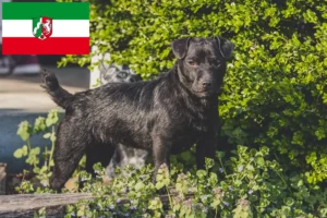 Scopri di più sull'articolo Allevatori di Patterdale Terrier e cuccioli in Nord Reno-Westfalia