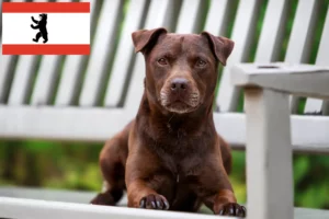 Scopri di più sull'articolo Allevamenti e cuccioli di Patterdale Terrier a Berlino