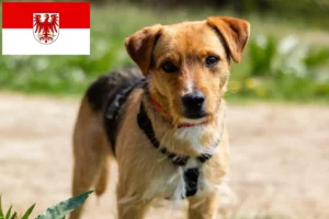 Scopri di più sull'articolo Allevatori di Patterdale Terrier e cuccioli a Brandeburgo