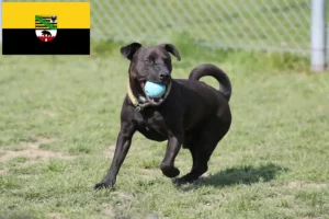 Scopri di più sull'articolo Allevamenti di Patterdale Terrier e cuccioli in Sassonia-Anhalt