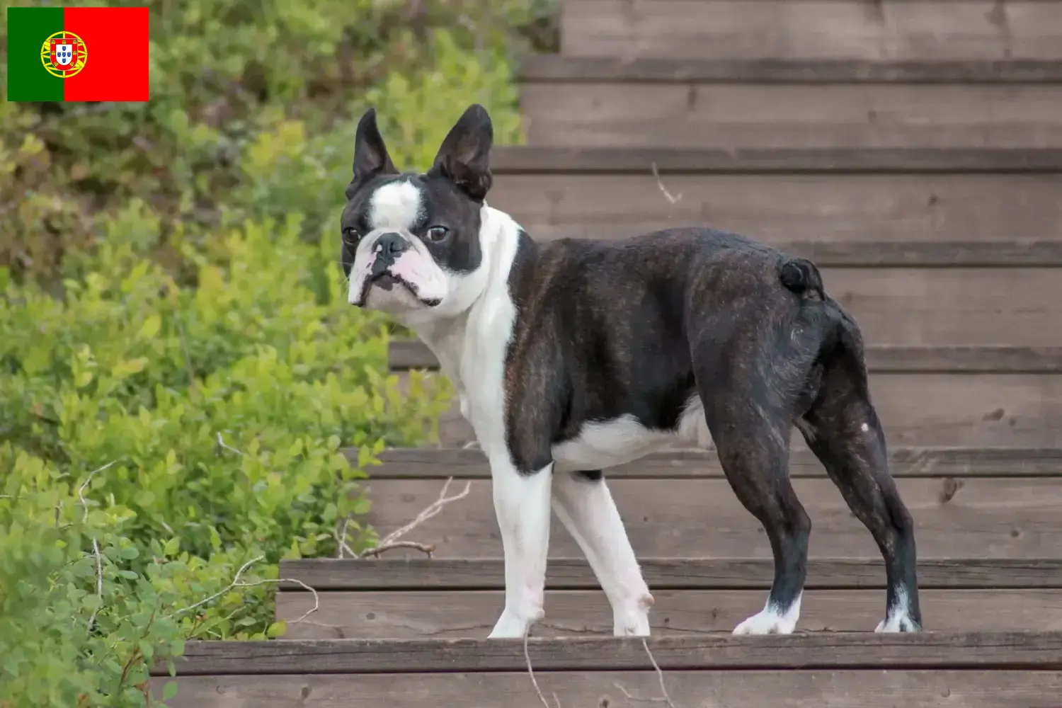 Scopri di più sull'articolo Allevatori di Boston Terrier e cuccioli in Portogallo