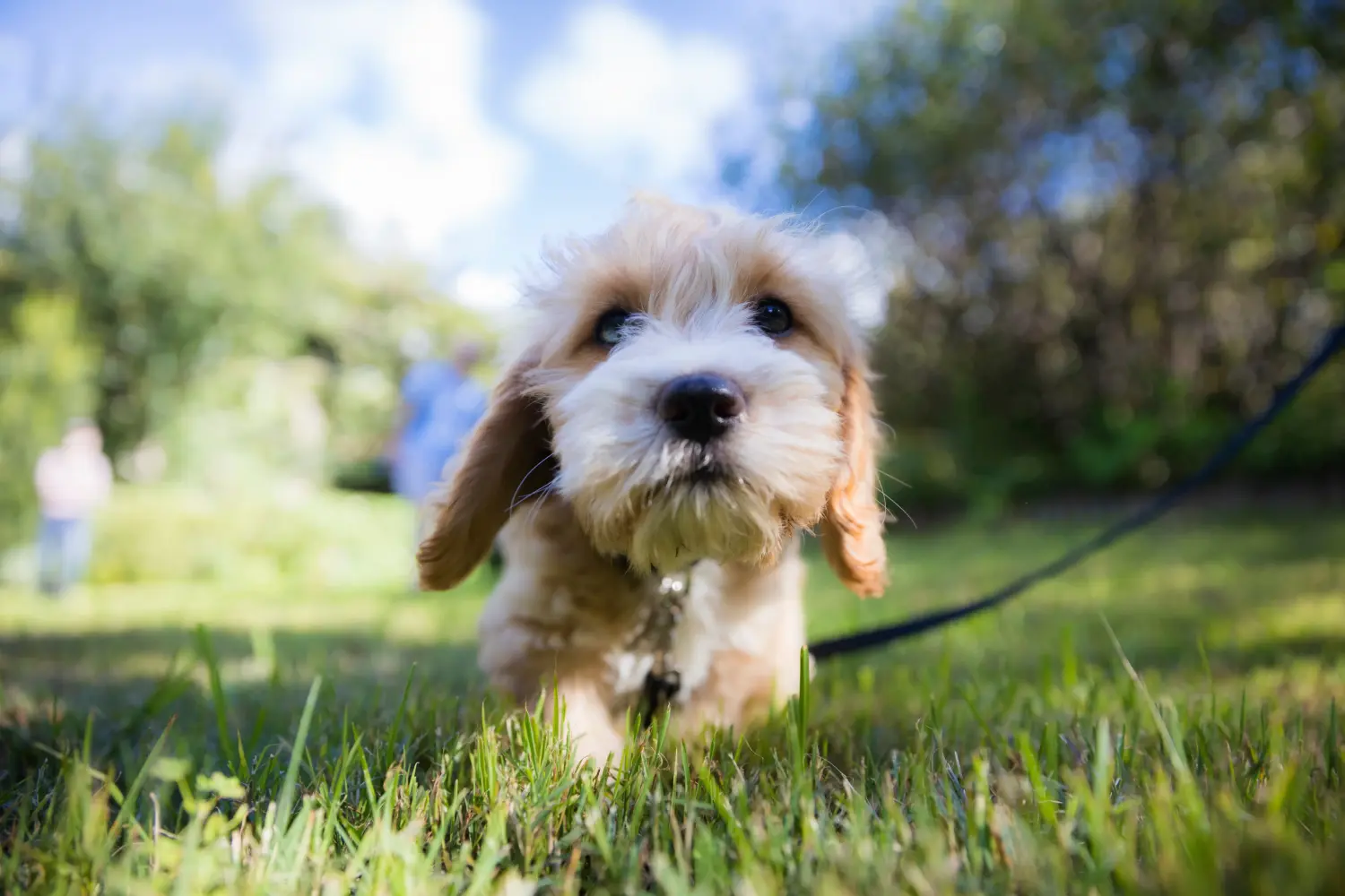 Acquistare un cucciolo di Cavoodle significa assumersi delle responsabilità! Acquistare cuccioli di Cavoodle.