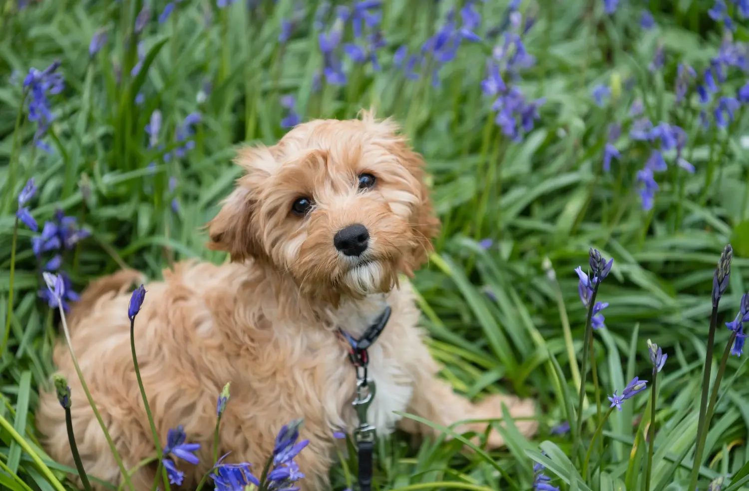 Acquistare un cucciolo di Cavoodle significa assumersi delle responsabilità! Acquistare cuccioli di Cavoodle.