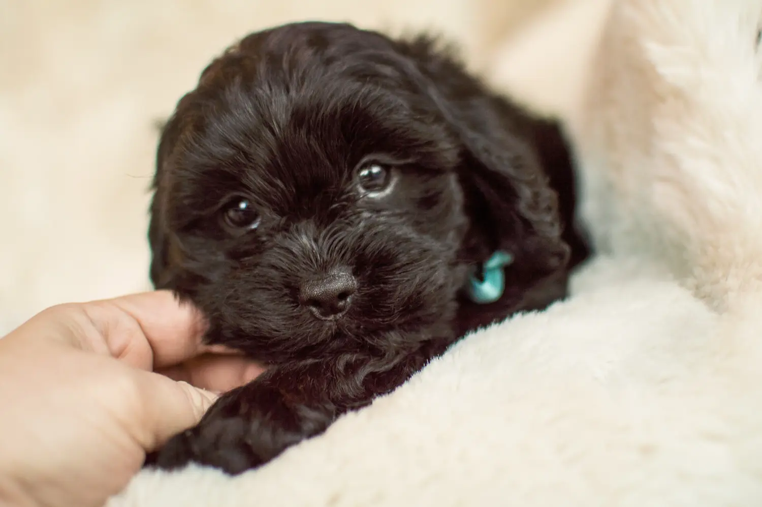 Acquistare un cucciolo di Cavoodle significa assumersi delle responsabilità! Acquistare cuccioli di Cavoodle.