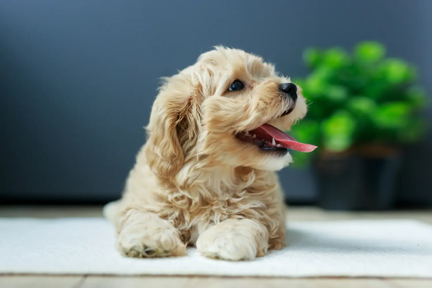 Acquistare un cucciolo di Maltipoo significa assumersi delle responsabilità! Comprare cuccioli di Maltipoo.