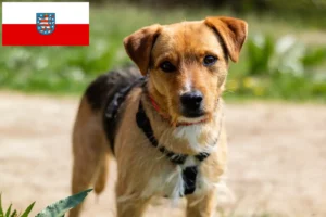 Scopri di più sull'articolo Allevatori di Patterdale Terrier e cuccioli in Turingia