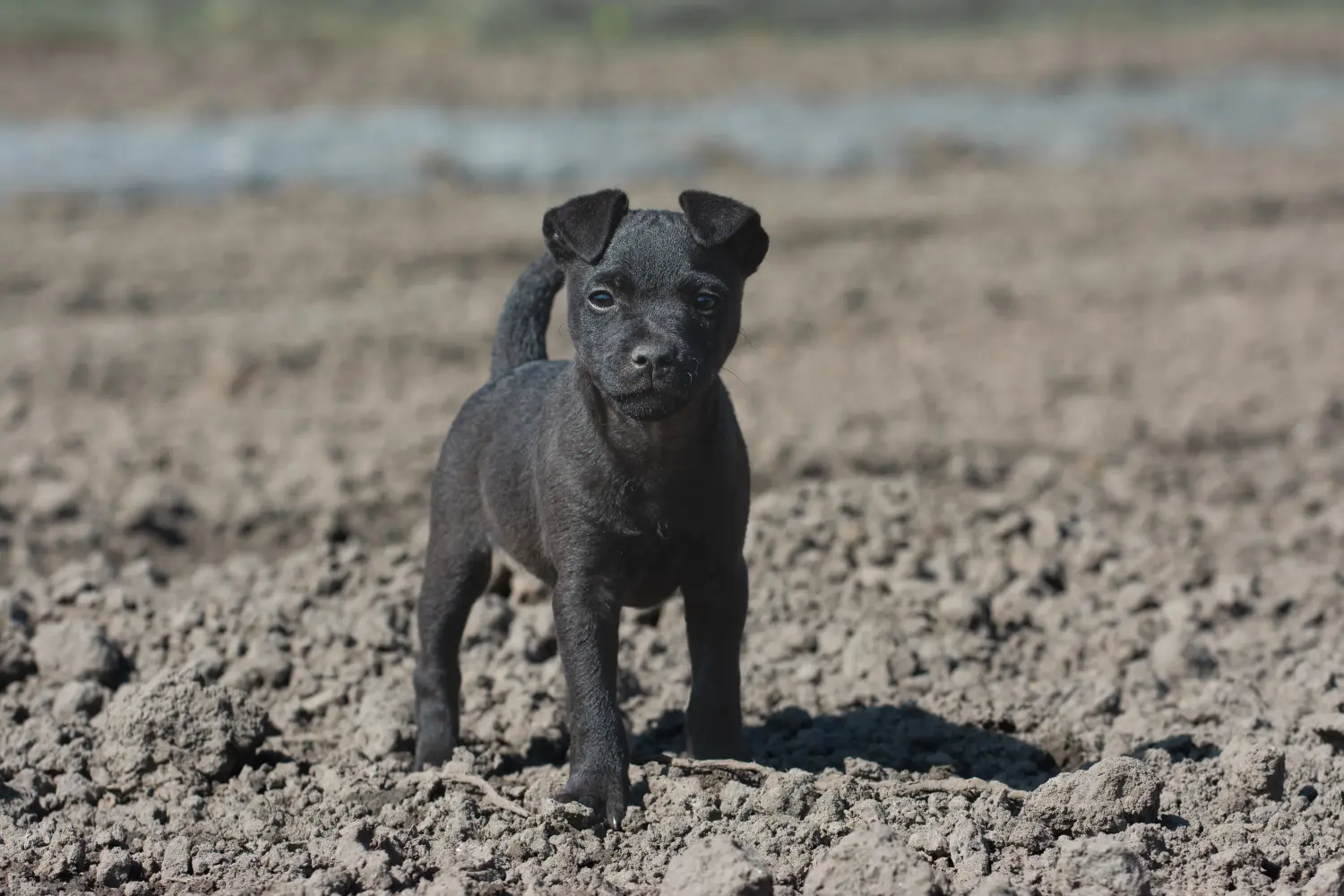Acquistare un cucciolo di Patterdale Terrier significa assumersi delle responsabilità! Comprare cuccioli di Patterdale Terrier.