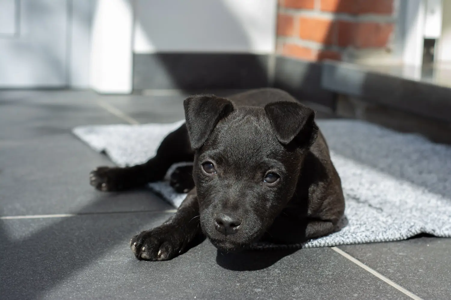 Acquistare un cucciolo di Patterdale Terrier significa assumersi delle responsabilità! Comprare cuccioli di Patterdale Terrier.