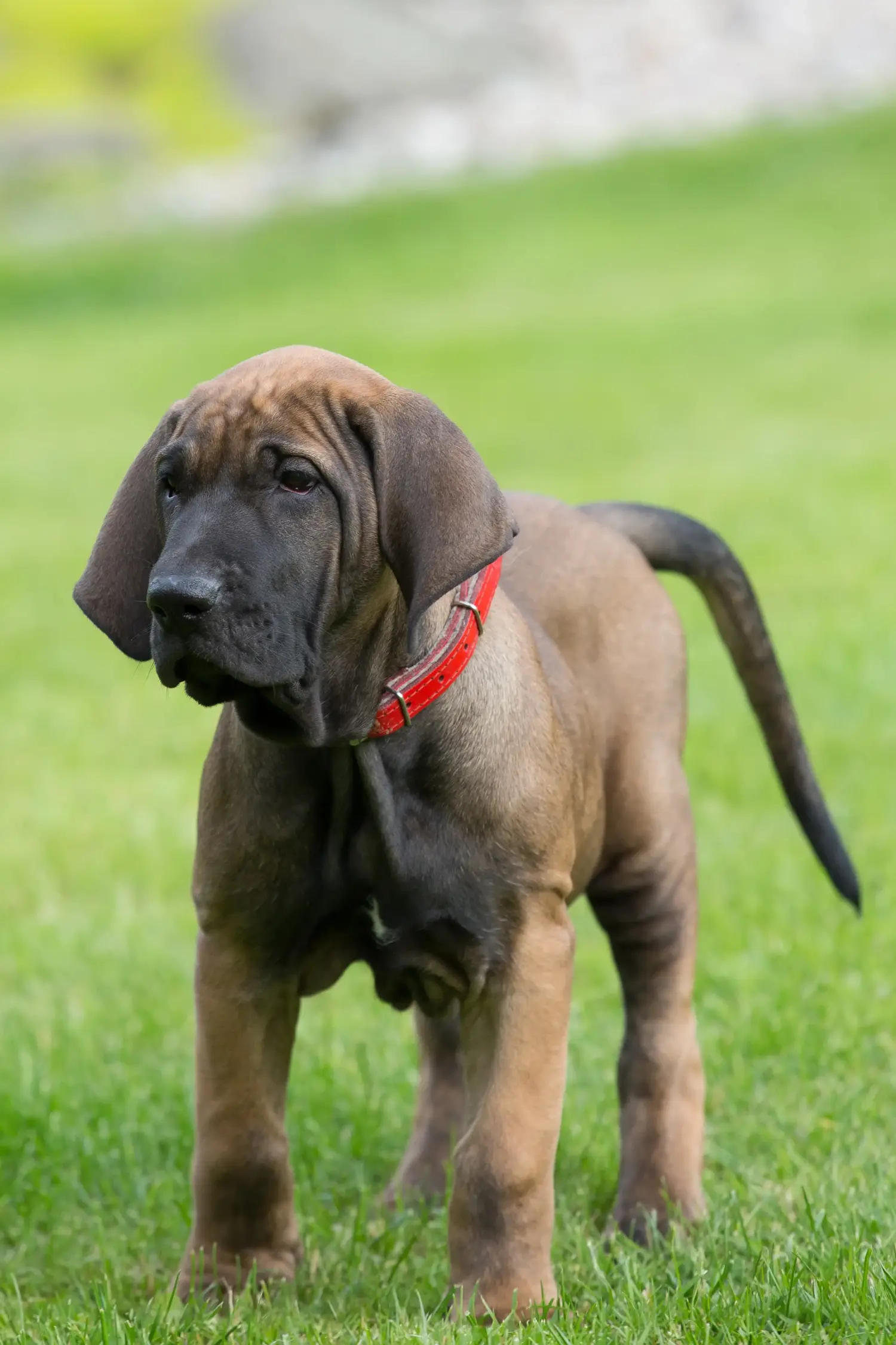 Acquistare un cucciolo di Fila Brasileiro significa assumersi una responsabilità! Comprare cuccioli di Fila Brasileiro.
