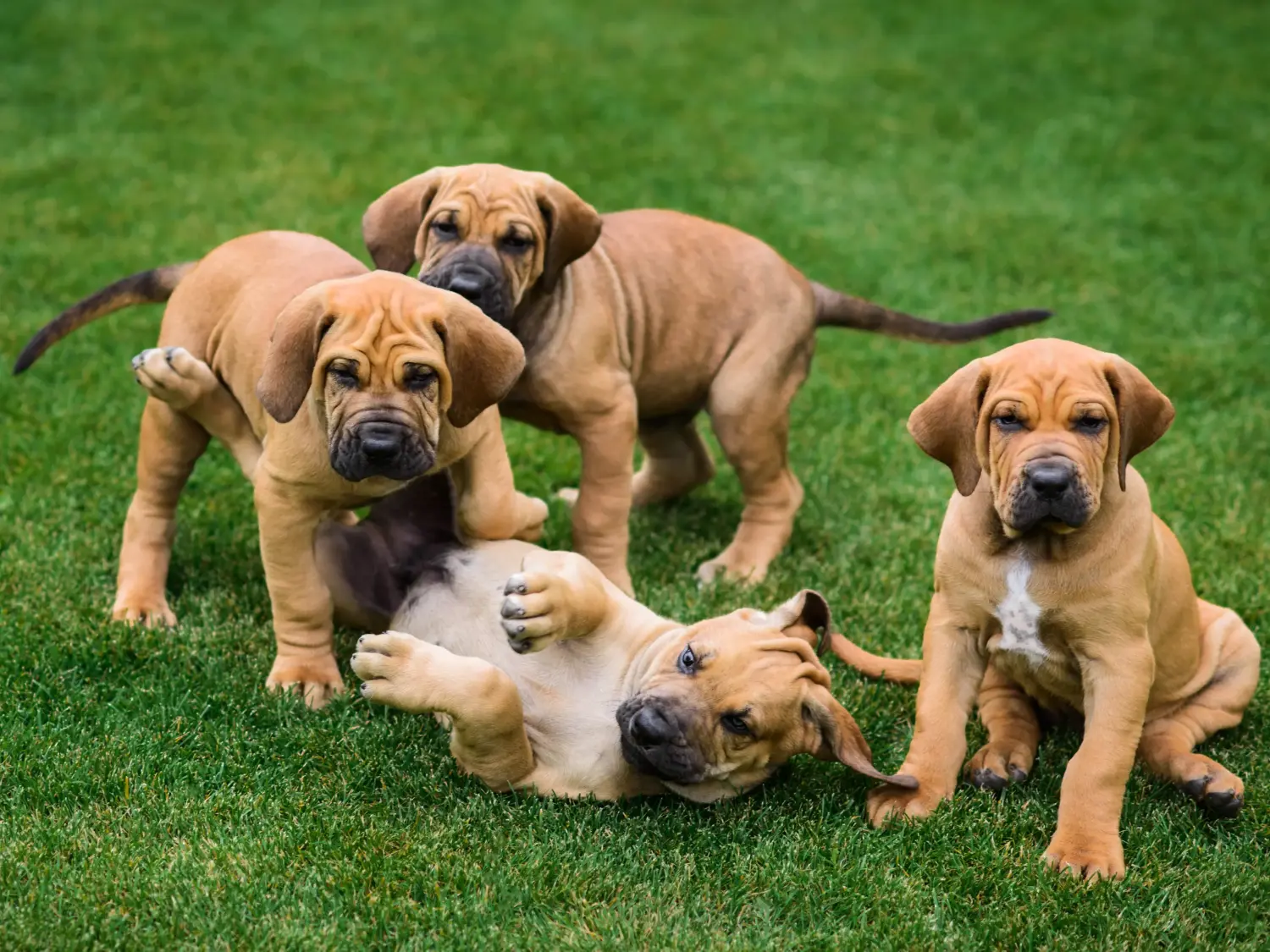 Acquistare un cucciolo di Fila Brasileiro significa assumersi una responsabilità! Comprare cuccioli di Fila Brasileiro.