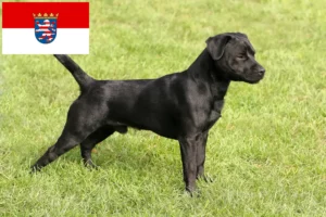 Scopri di più sull'articolo Allevatori di Patterdale Terrier e cuccioli in Assia
