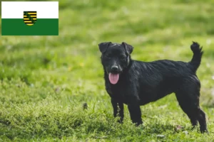 Scopri di più sull'articolo Allevamenti di Patterdale Terrier e cuccioli in Sassonia