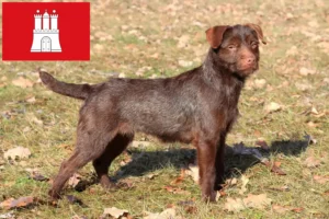 Scopri di più sull'articolo Allevatori di Patterdale Terrier e cuccioli a Amburgo