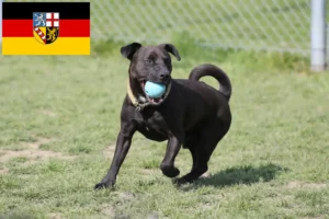 Scopri di più sull'articolo Allevatori di Patterdale Terrier e cuccioli in Saarland