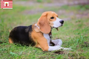 Scopri di più sull'articolo Allevamenti di Beagle Harrier e cuccioli a Brema
