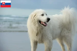 Scopri di più sull'articolo Allevatori di cani da montagna dei Pirenei e cuccioli in Slovacchia