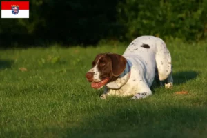 Scopri di più sull'articolo Allevatore di cani da ferma e cuccioli in Hessen