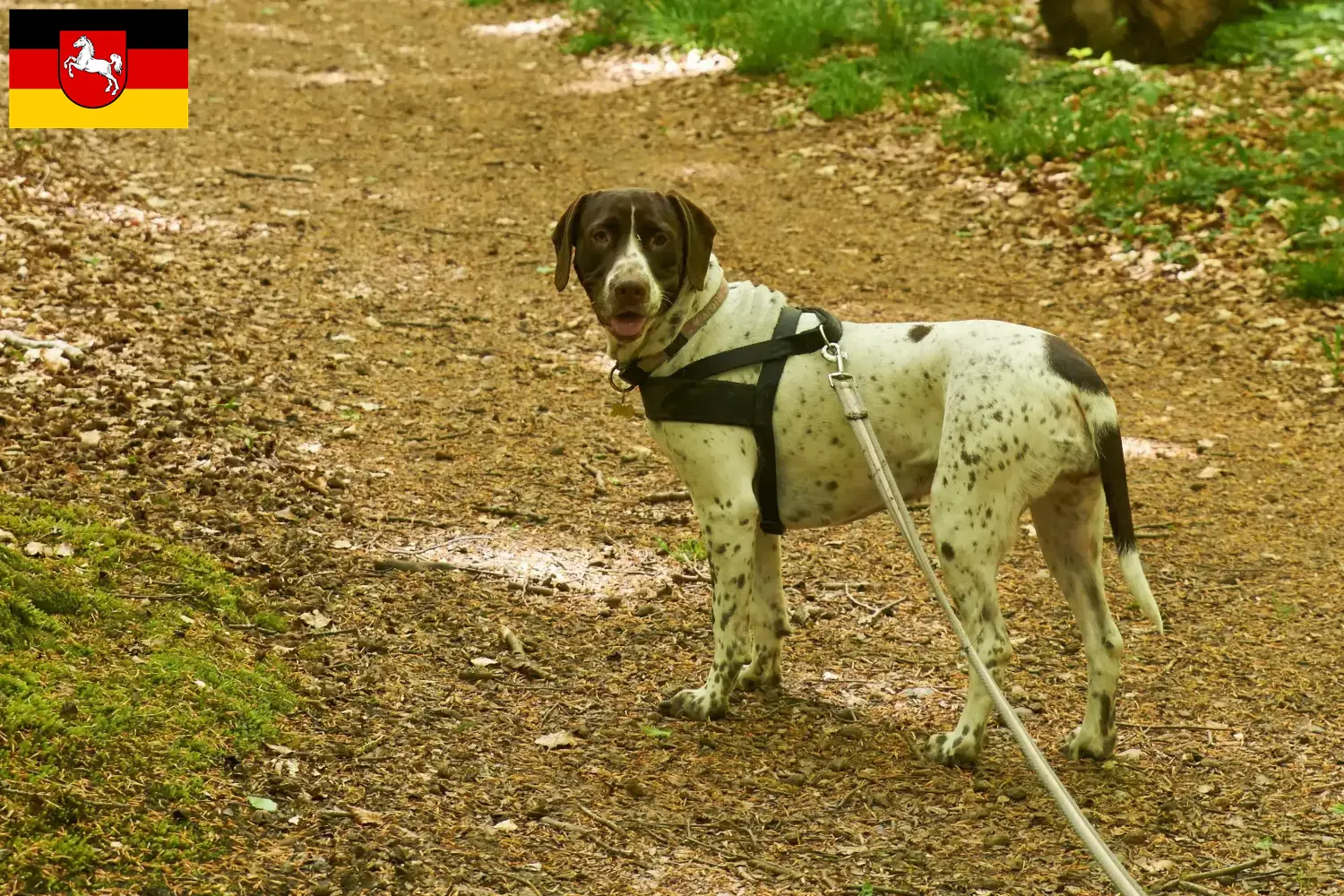 Scopri di più sull'articolo Allevatore di cani da ferma e cuccioli in Bassa Sassonia