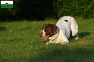 Scopri di più sull'articolo Allevatore di cani da ferma e cuccioli in Sassonia