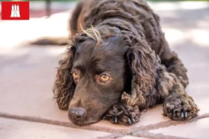 Scopri di più sull'articolo Allevatori e cuccioli di American Water Spaniel a Amburgo