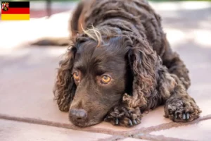 Scopri di più sull'articolo Allevatori di American Water Spaniel e cuccioli in Renania-Palatinato