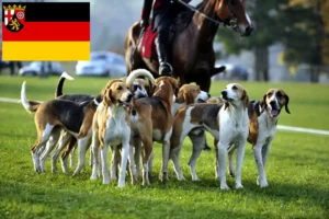 Scopri di più sull'articolo Allevatori di cani da caccia francesi e cuccioli in Renania-Palatinato