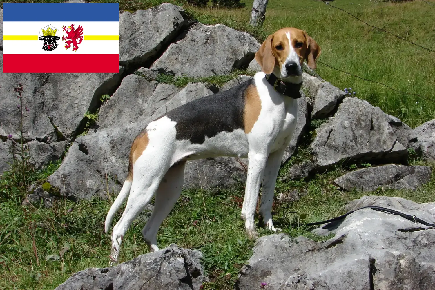 Cuccioli di cane francese e allevatori Mecklenburg-Vorpommern Qui potete trovare allevatori di Segugi Francesi in Meclemburgo-Pomerania Anteriore.