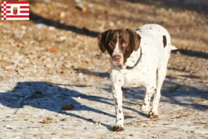 Scopri di più sull'articolo Allevatore di cani da ferma e cuccioli a Brema