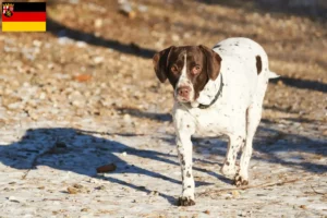 Scopri di più sull'articolo Allevatori e cuccioli di cani da punta della vecchia Danimarca in Renania-Palatinato