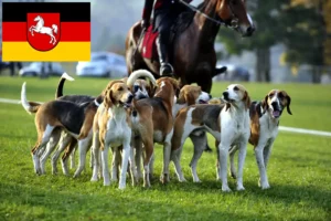 Scopri di più sull'articolo Allevatori di cani da caccia francesi e cuccioli in Bassa Sassonia