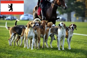 Scopri di più sull'articolo Allevatore di cani da caccia francesi e cuccioli a Berlino