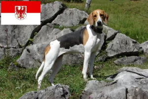 Scopri di più sull'articolo Allevatori di cani da caccia francesi e cuccioli in Brandeburgo
