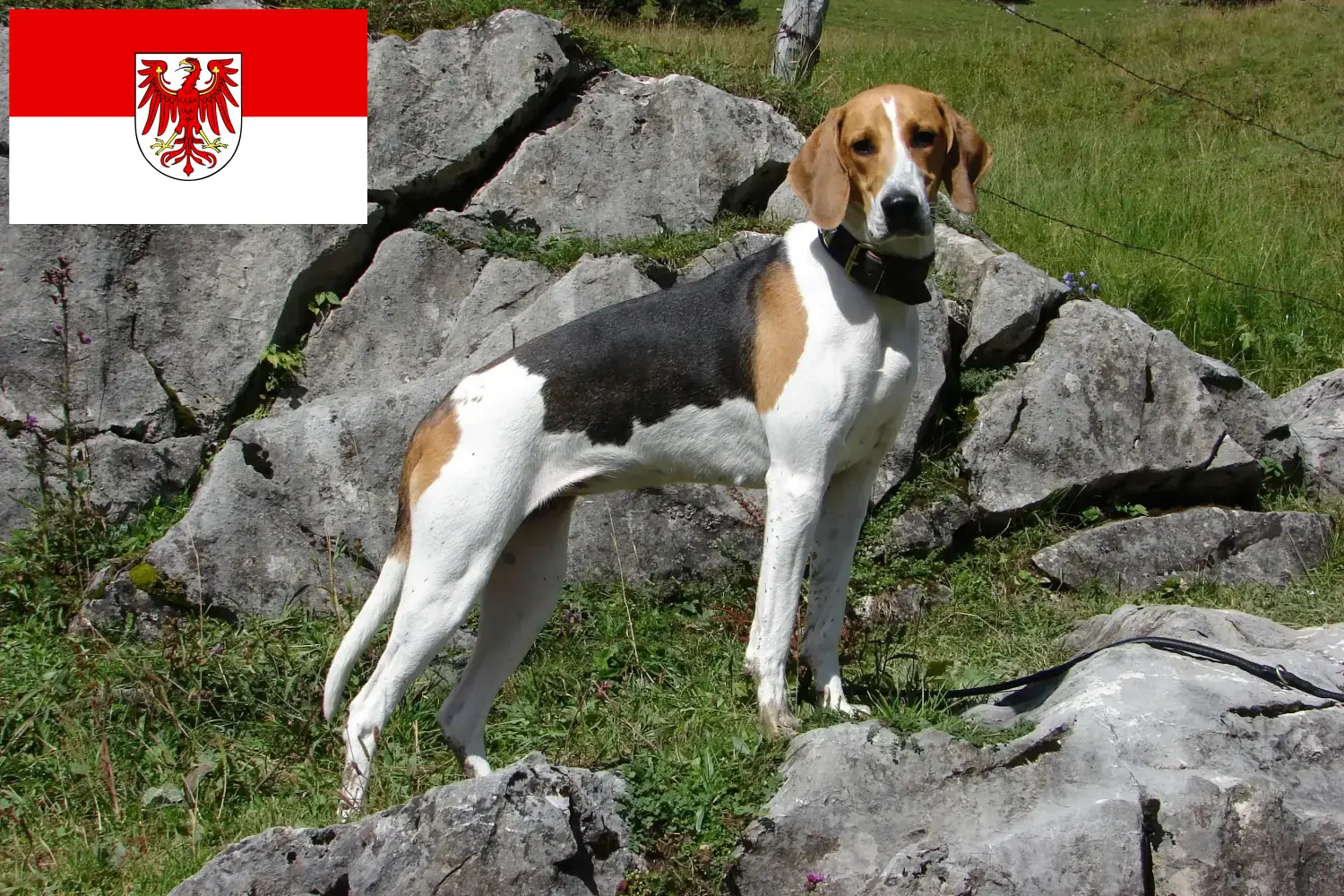 Cuccioli di cane francese e allevatori Brandeburgo Qui potete trovare allevatori di Segugi Francesi a Brandeburgo.
