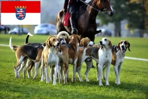 Scopri di più sull'articolo Allevatori di cani da caccia francesi e cuccioli in Hessen