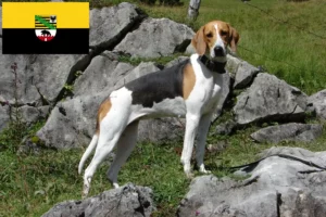 Scopri di più sull'articolo Allevatori di cani da caccia francesi e cuccioli in Sassonia-Anhalt