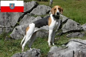 Scopri di più sull'articolo Allevatori di cani da caccia francesi e cuccioli in Turingia