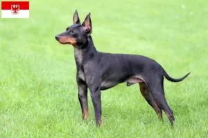Scopri di più sull'articolo Allevatori e cuccioli di English Toy Terrier a Brandeburgo