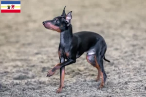 Scopri di più sull'articolo Allevatori e cuccioli di English Toy Terrier in Meclemburgo-Pomerania Anteriore
