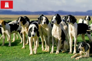 Scopri di più sull'articolo Allevatori e cuccioli di Grand Anglo-Français ad Amburgo