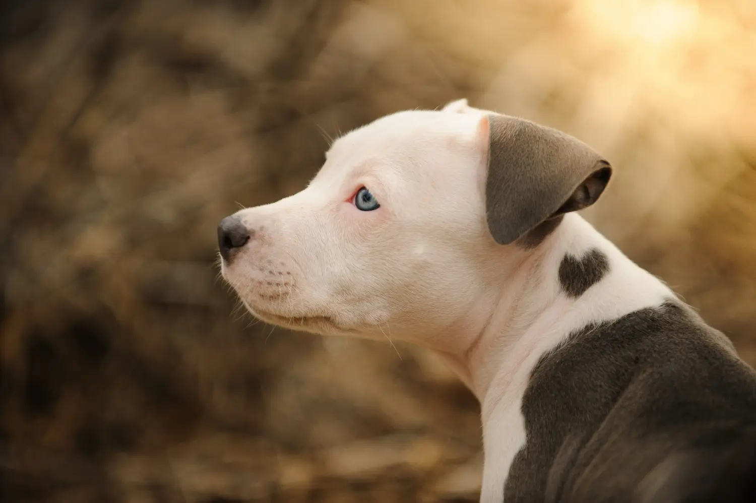 Acquistare un cucciolo di American Pit Bull Terrier significa assumersi delle responsabilità! Comprare cuccioli di American Pit Bull Terrier.