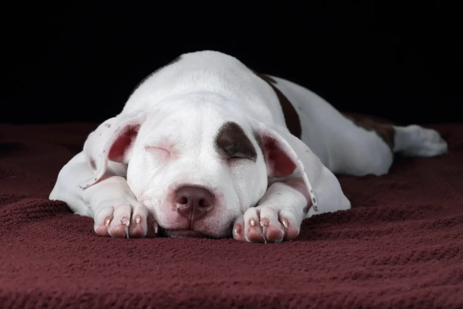 Acquistare un cucciolo di American Pit Bull Terrier significa assumersi delle responsabilità! Comprare cuccioli di American Pit Bull Terrier.