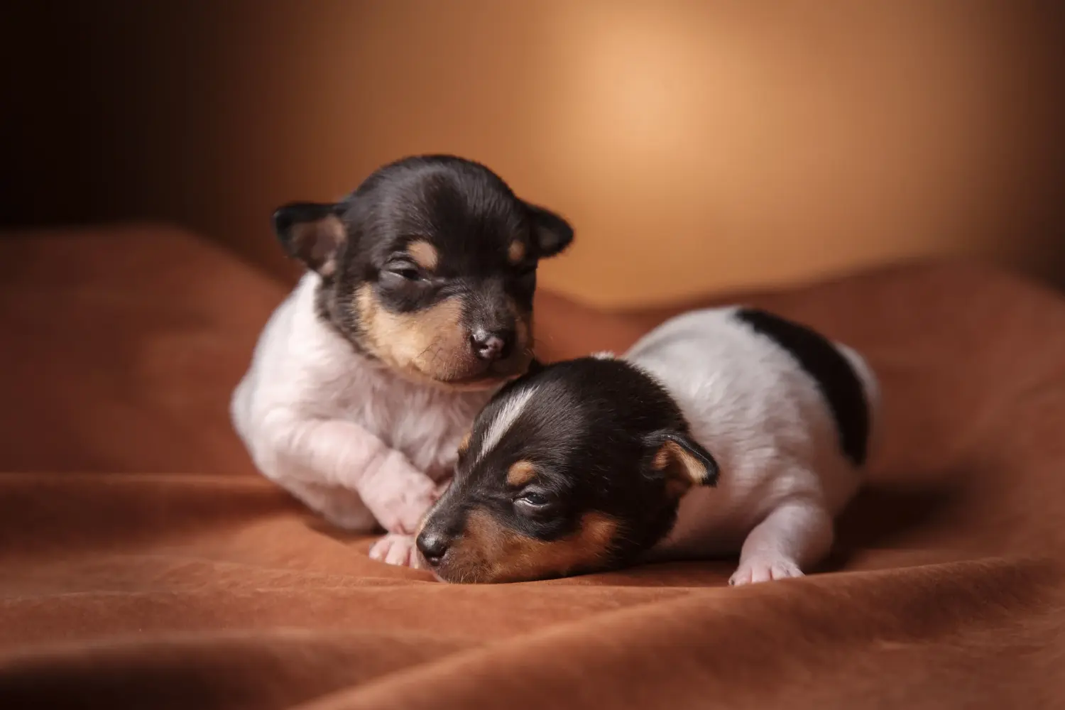 Acquistare un cucciolo di American Toy Terrier significa assumersi delle responsabilità! Comprare cuccioli di American Toy Terrier.