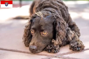 Scopri di più sull'articolo Allevatori di American Water Spaniel e cuccioli a Hessen