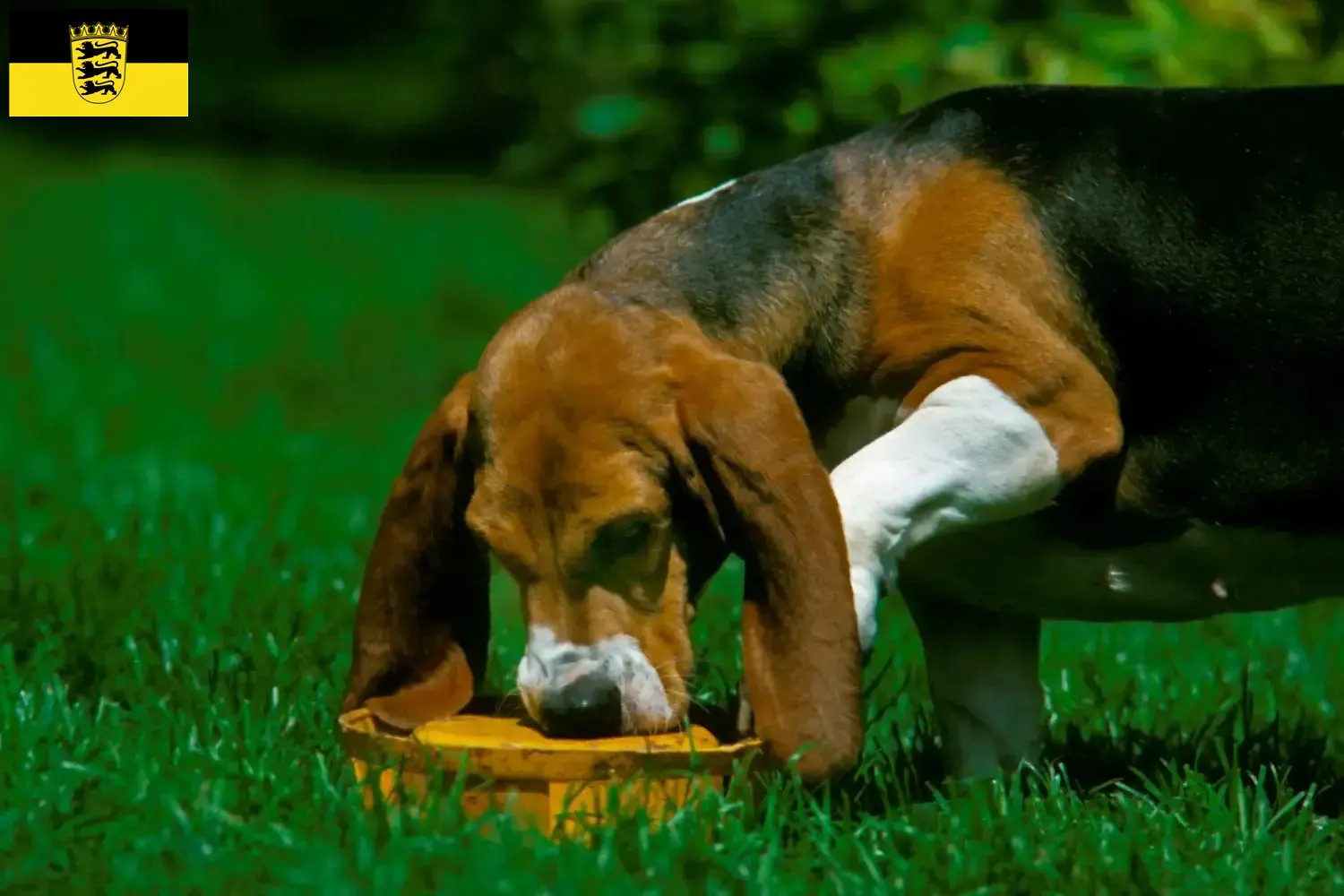 Cuccioli di Basset Artésien Normand e allevatori Baden-Württemberg Qui potete trovare gli allevatori di Basset Artésien Normands in Baden-Württemberg.