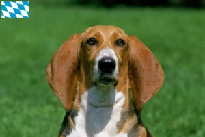 Scopri di più sull'articolo Allevatori di Basset Artésien Normand e cuccioli in Baviera