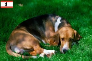 Scopri di più sull'articolo Allevatori di Basset Artésien Normand e cuccioli a Berlino