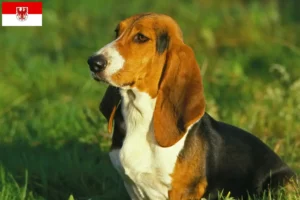 Scopri di più sull'articolo Allevatori di Basset Artésien Normand e cuccioli a Brandeburgo