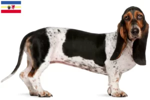 Scopri di più sull'articolo Allevatori di Basset Artésien Normand e cuccioli in Mecklenburg-Vorpommern