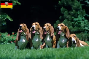 Scopri di più sull'articolo Allevatori di Basset Artésien Normand e cuccioli in Saarland