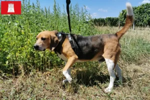 Scopri di più sull'articolo Allevamenti di Beagle Harrier e cuccioli a Amburgo